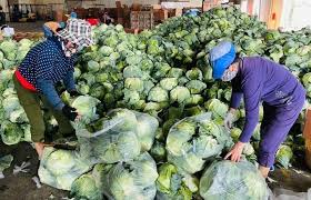 Ninh Giang xây dựng 3 cấp độ tiêu thụ hàng hóa nông sản cho nông dân